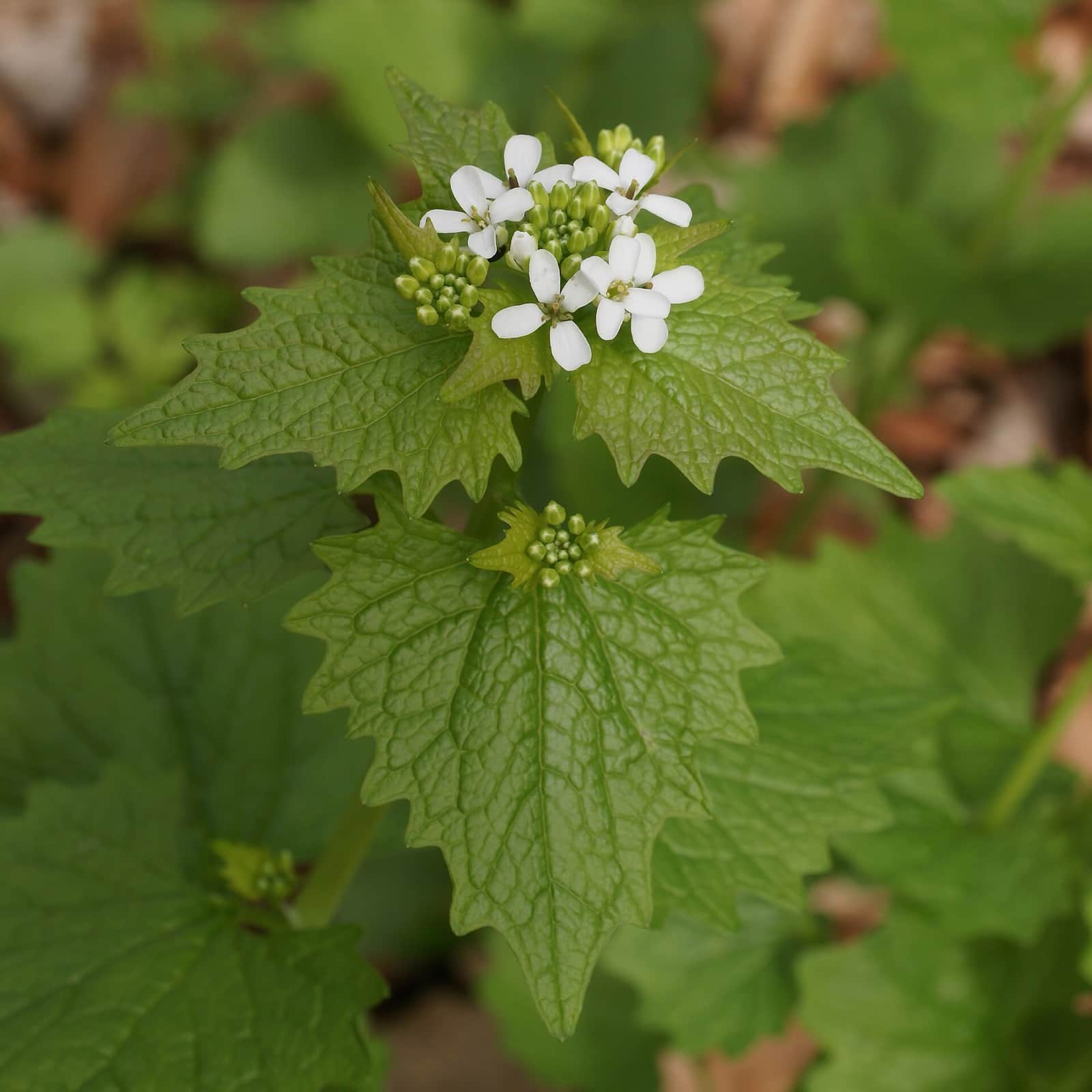 Wild Mustard