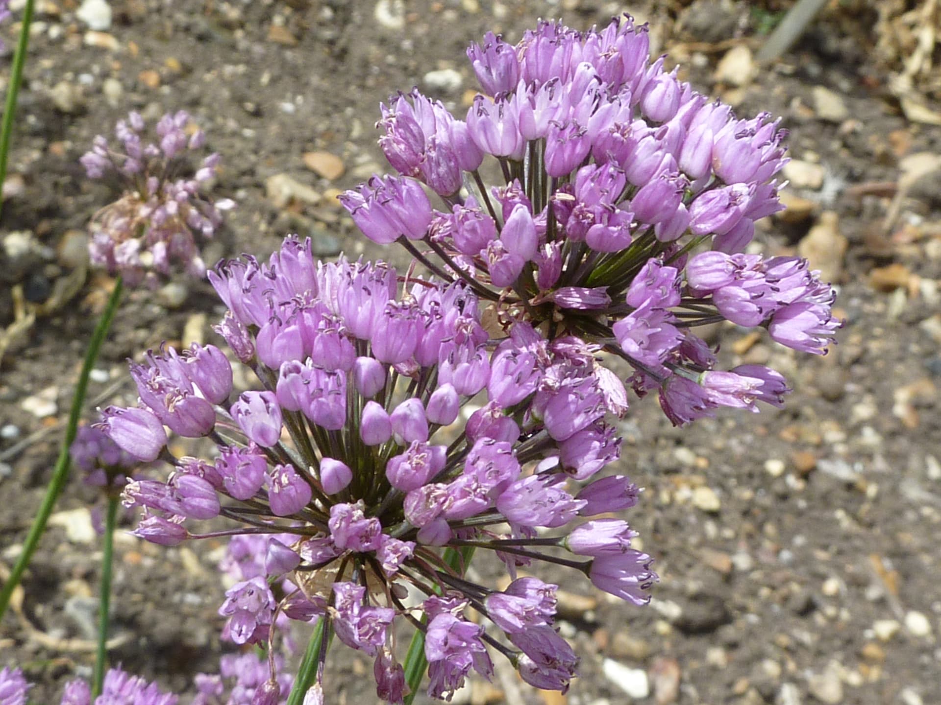 Mouse Garlic