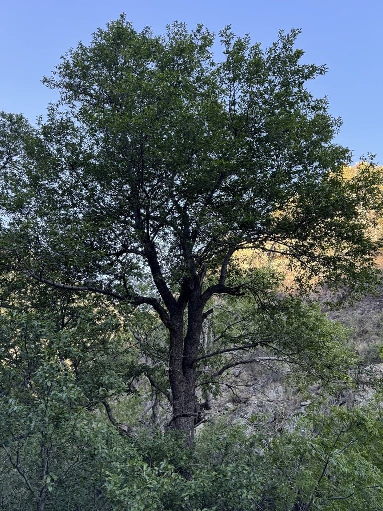 Arizona Alder (Alnus oblongifolia)