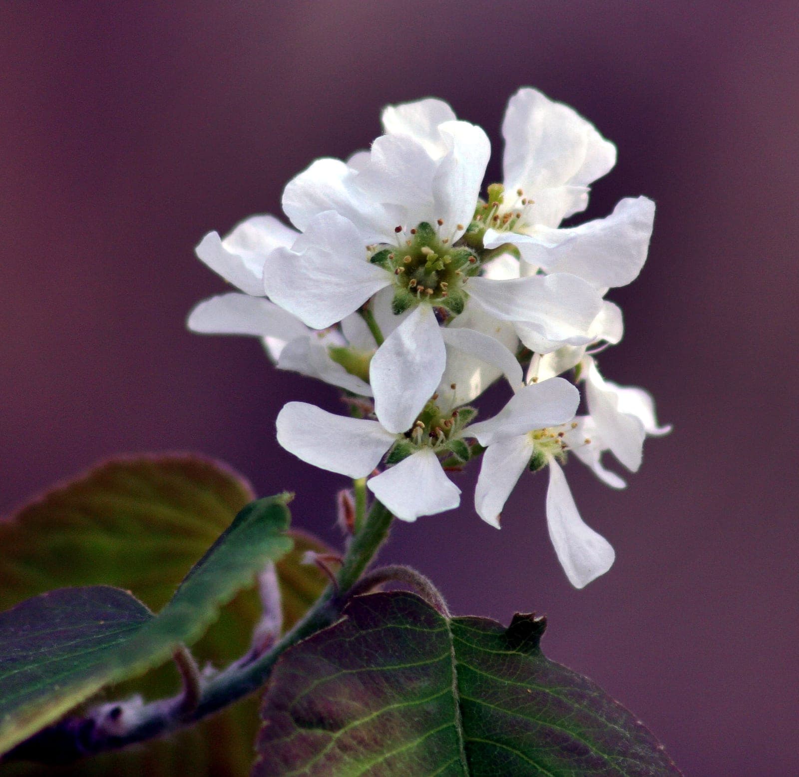 Running Serviceberry