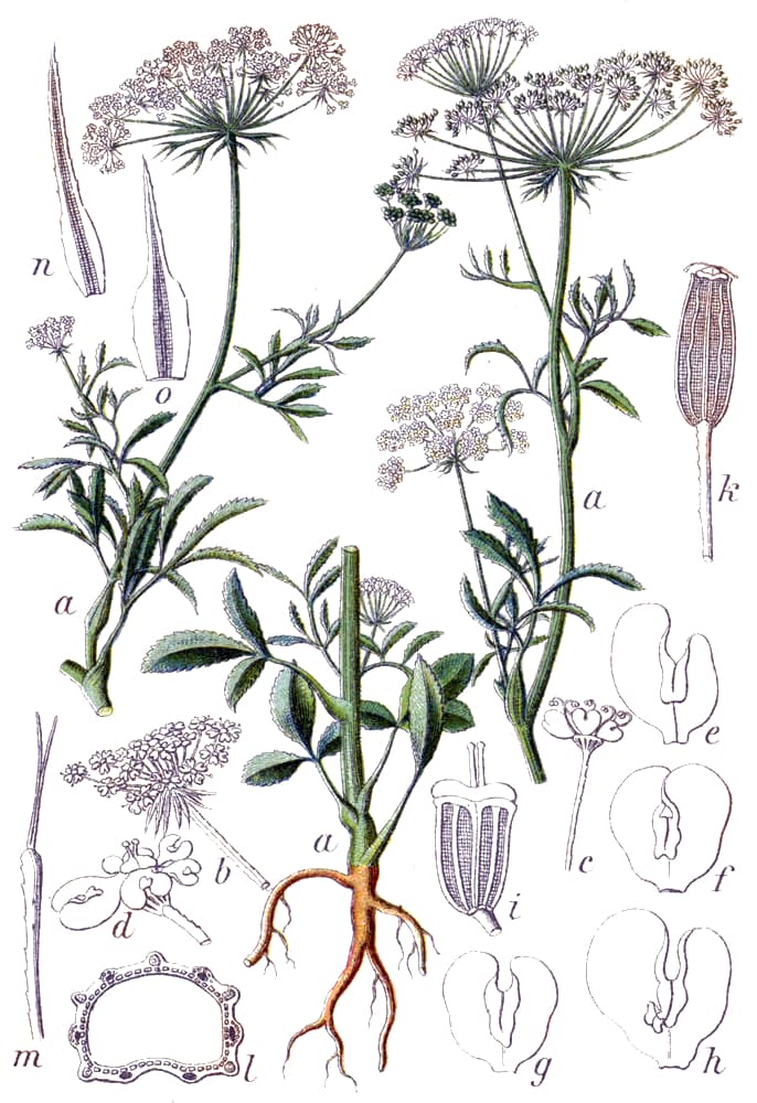 False Queen Anne's Lace
