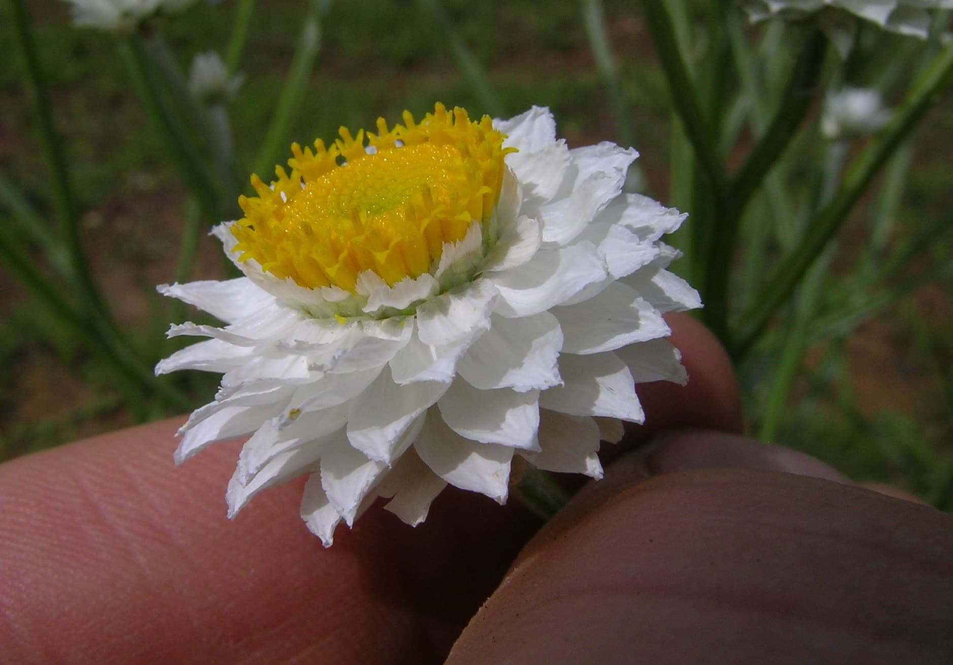 Winged Everlasting