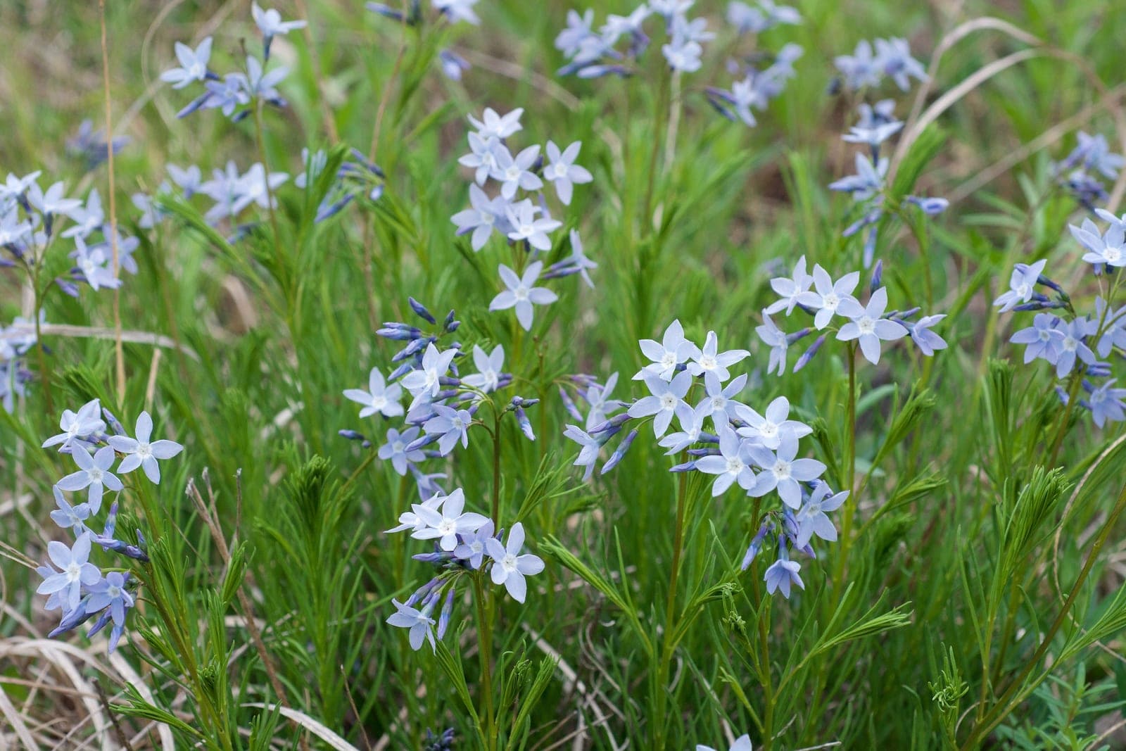 Fringed Bluestar
