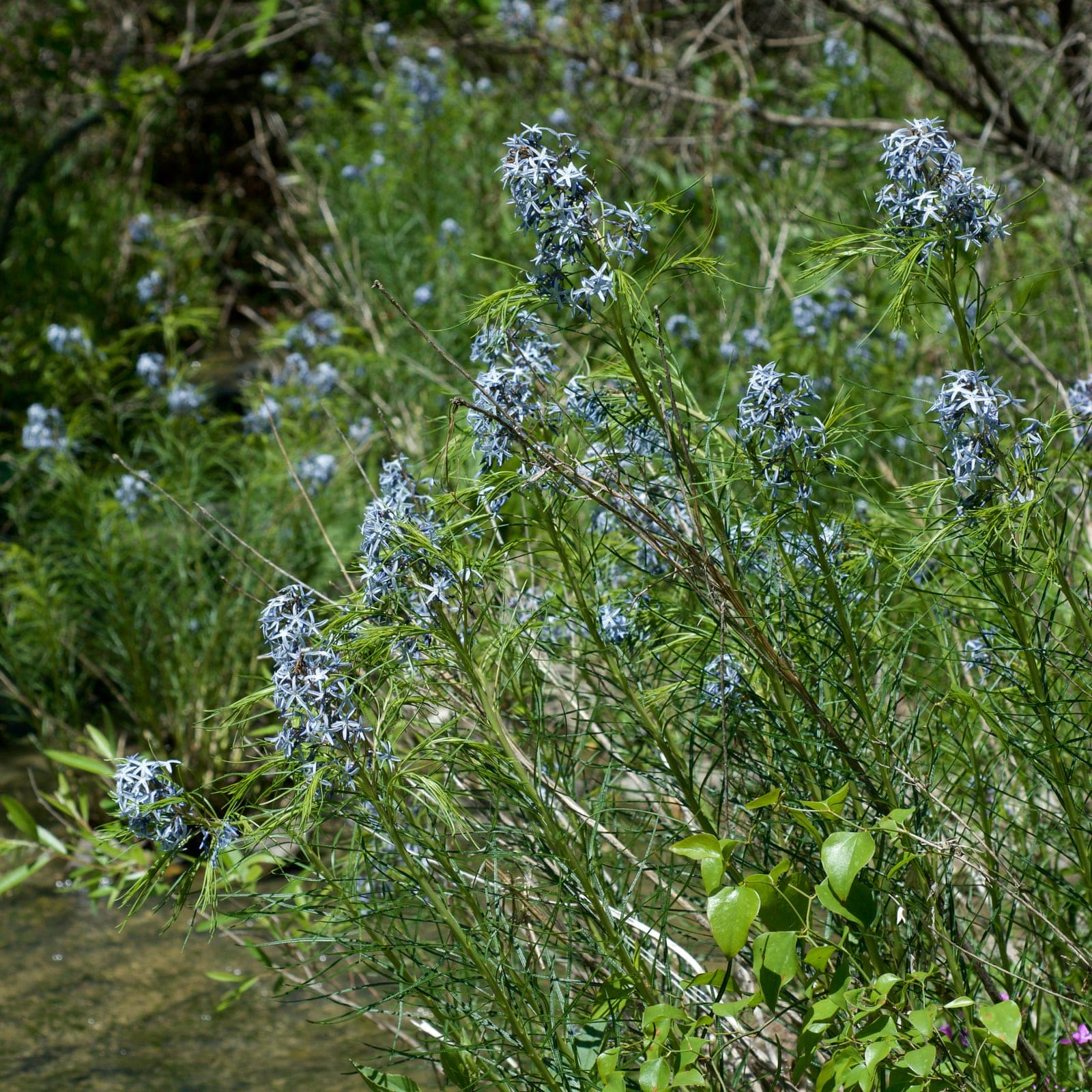 Hubricht's Bluestar