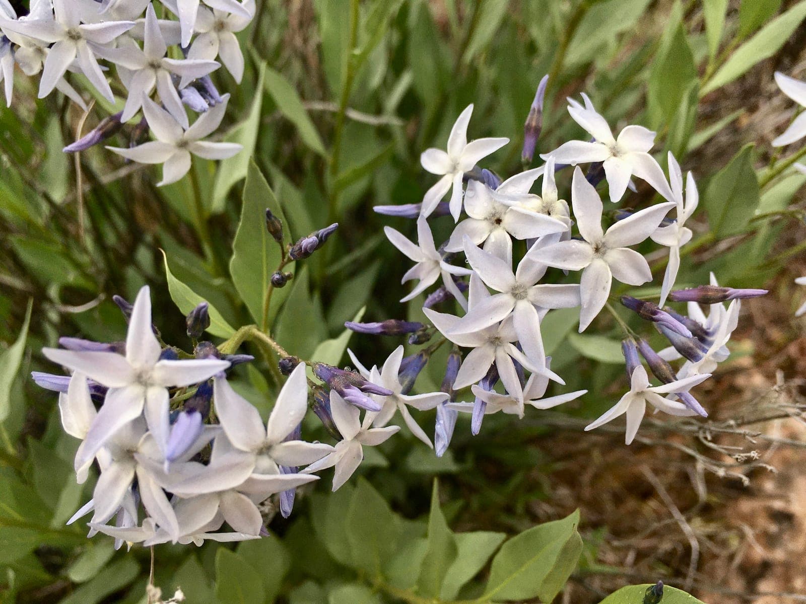 Jones' Bluestar