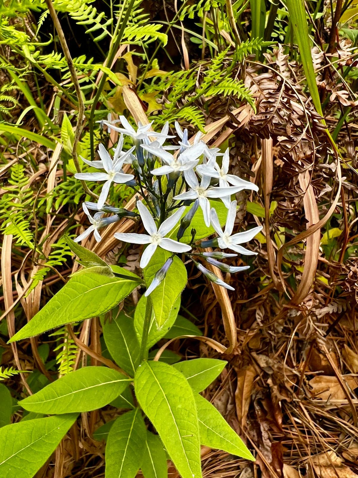 Louisiana Bluestar