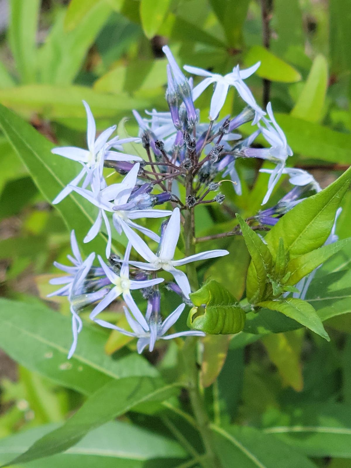 Creeping Bluestar