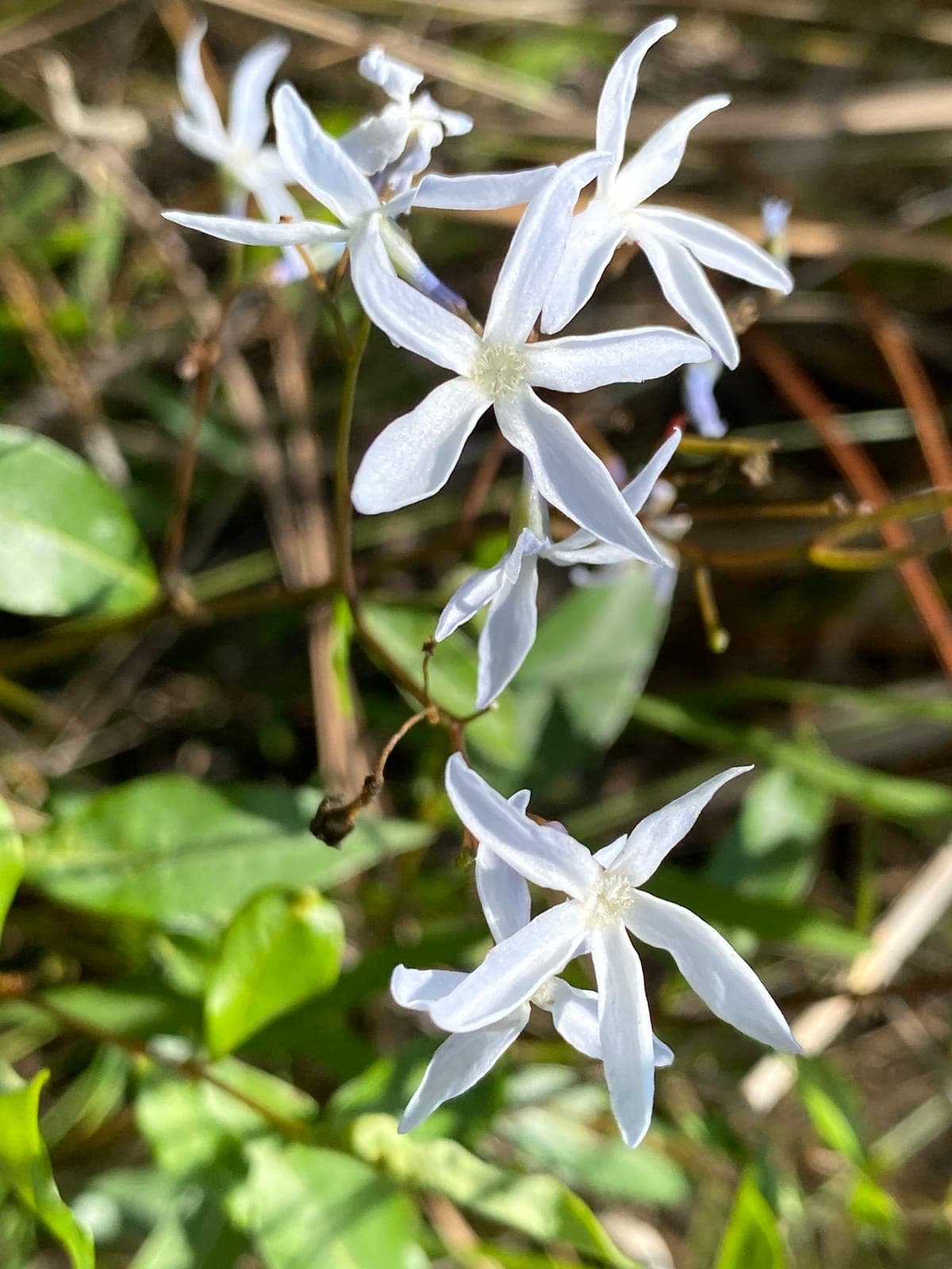 Stiff Bluestar