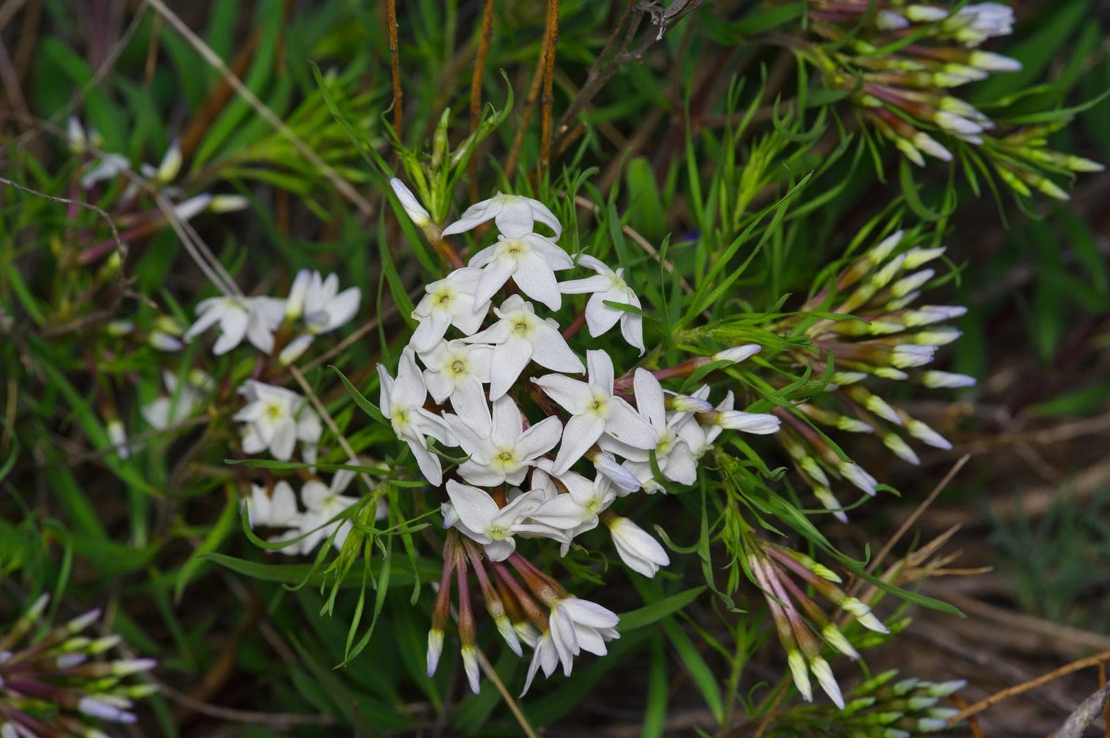 Tharp's Bluestar