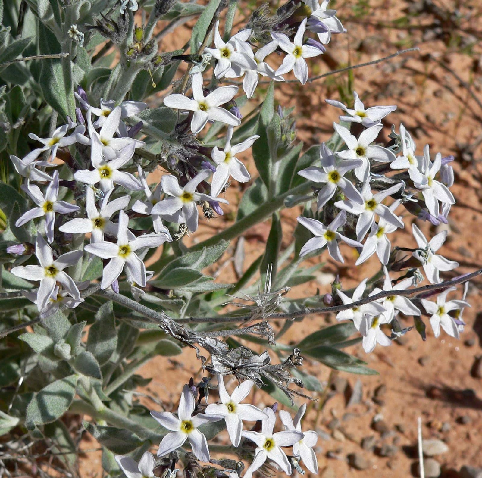 Woolly Bluestar