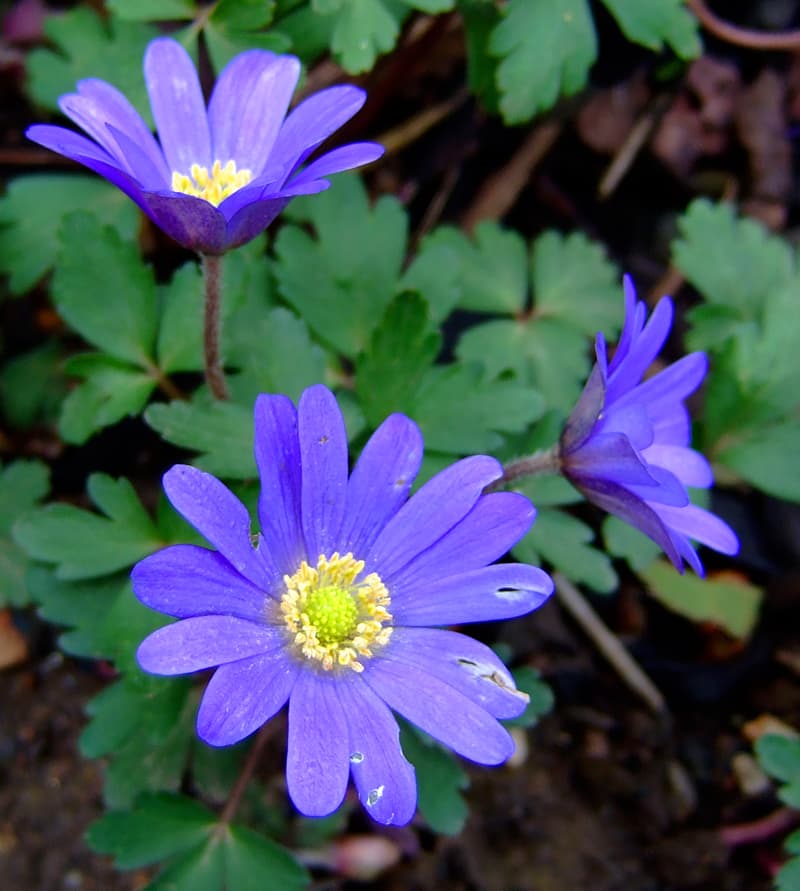 Greek Anemone