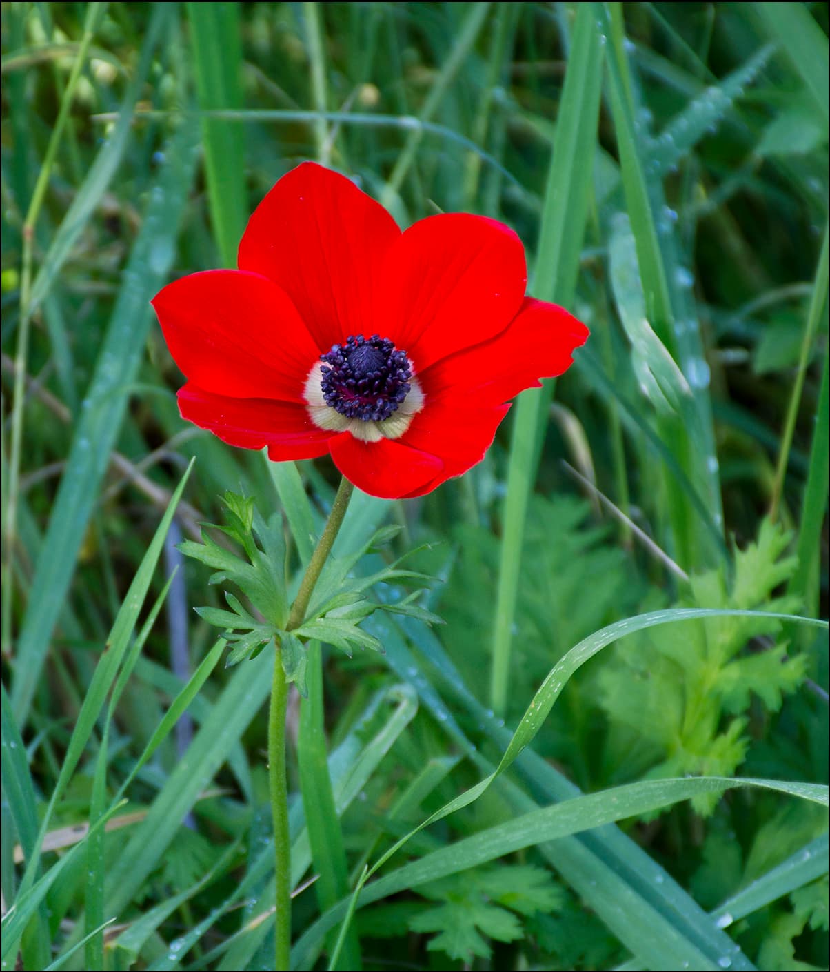 Poppy Anemone