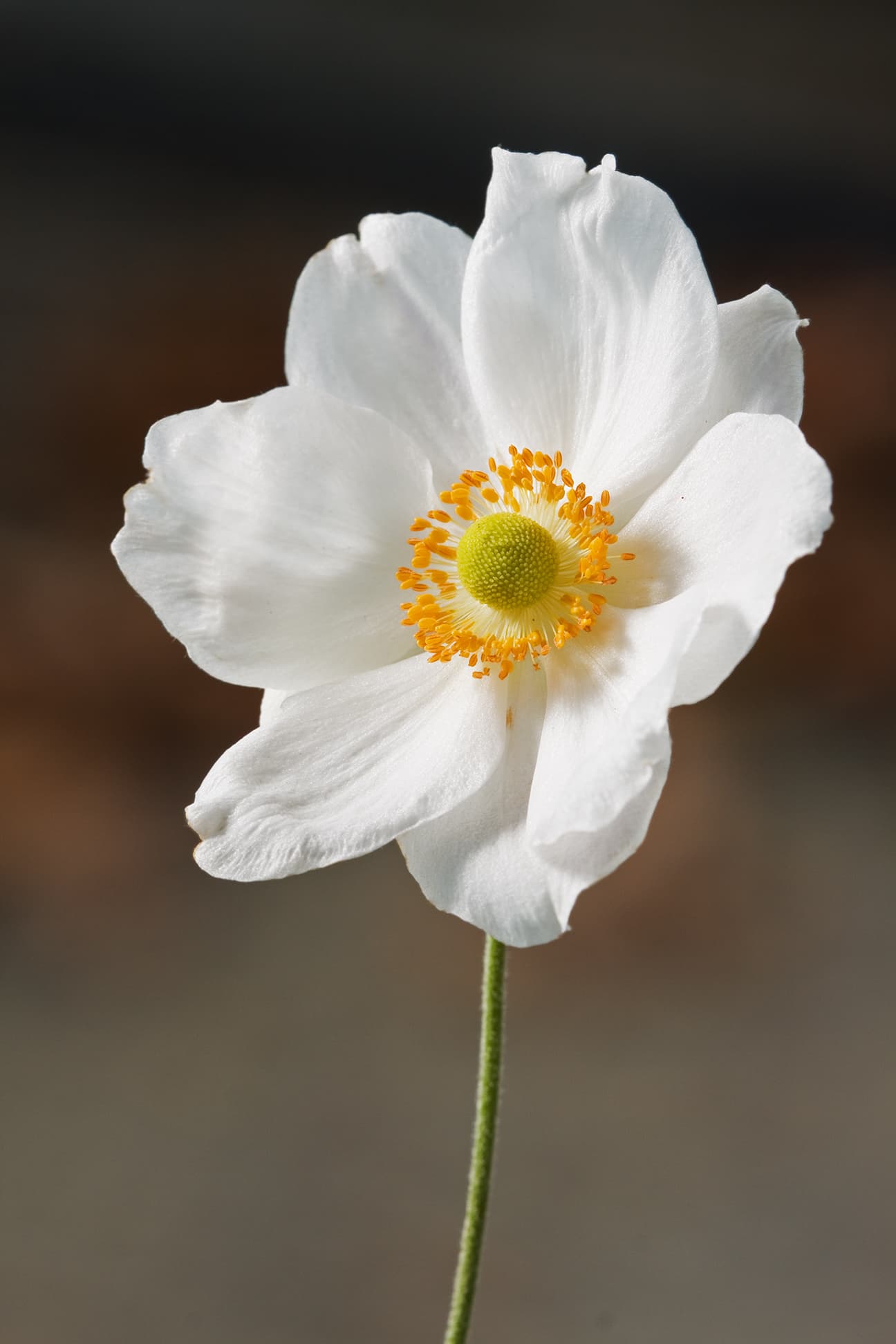 Japanese Anemone