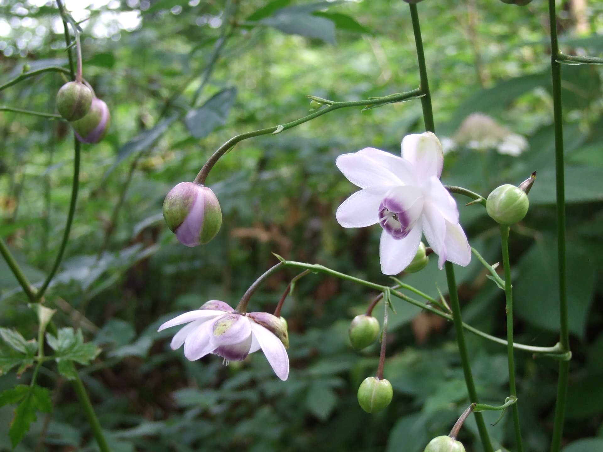 False Anemone