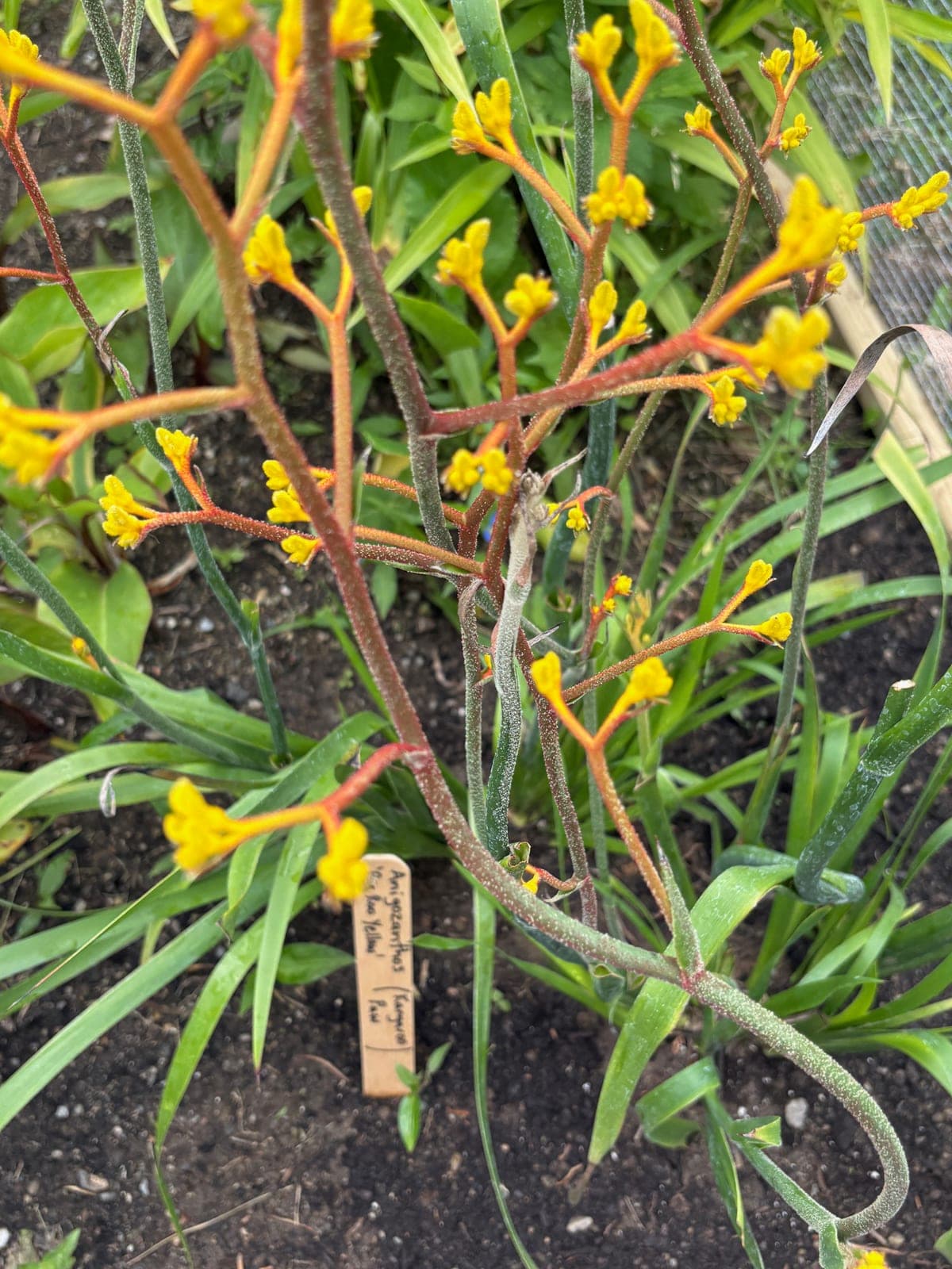 Kangaroo Paw