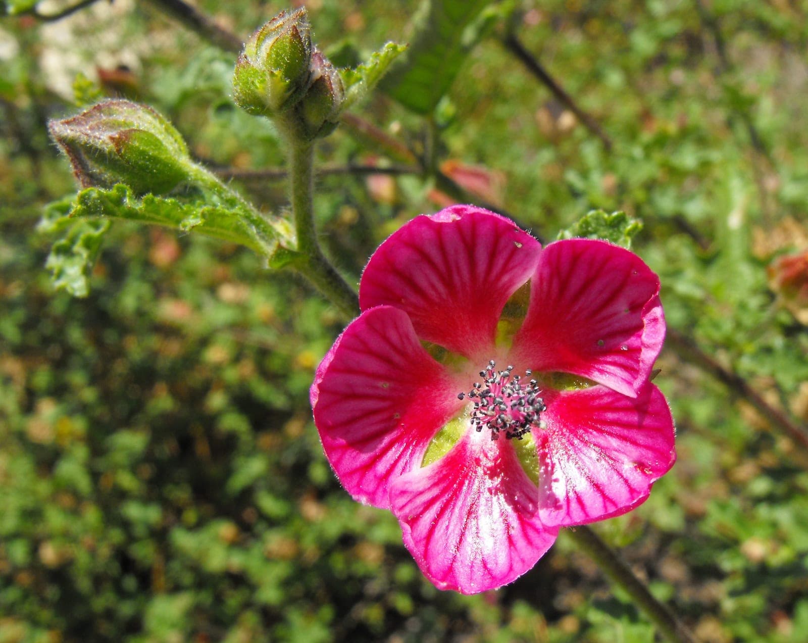 'Strybing Beauty' African Mallow