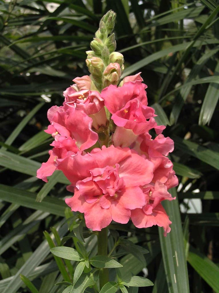 Snapdragon