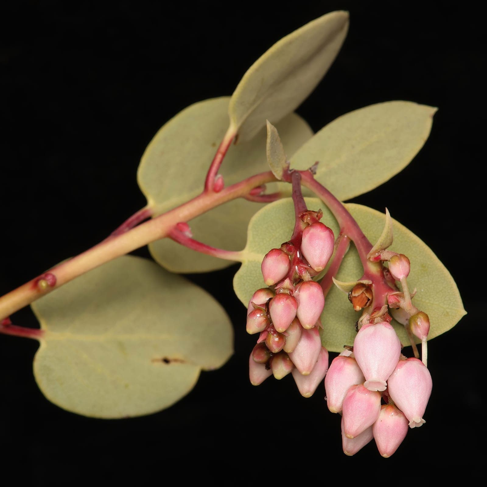 Bigberry Manzanita
