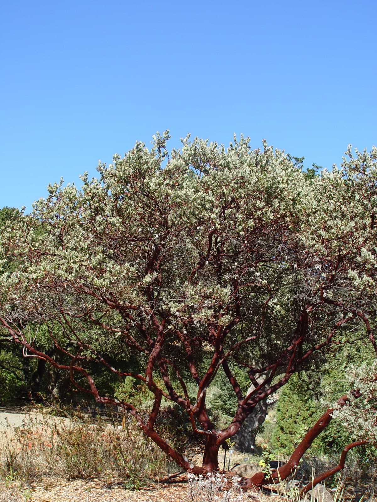Common Manzanita (Arctostaphylos manzanita)