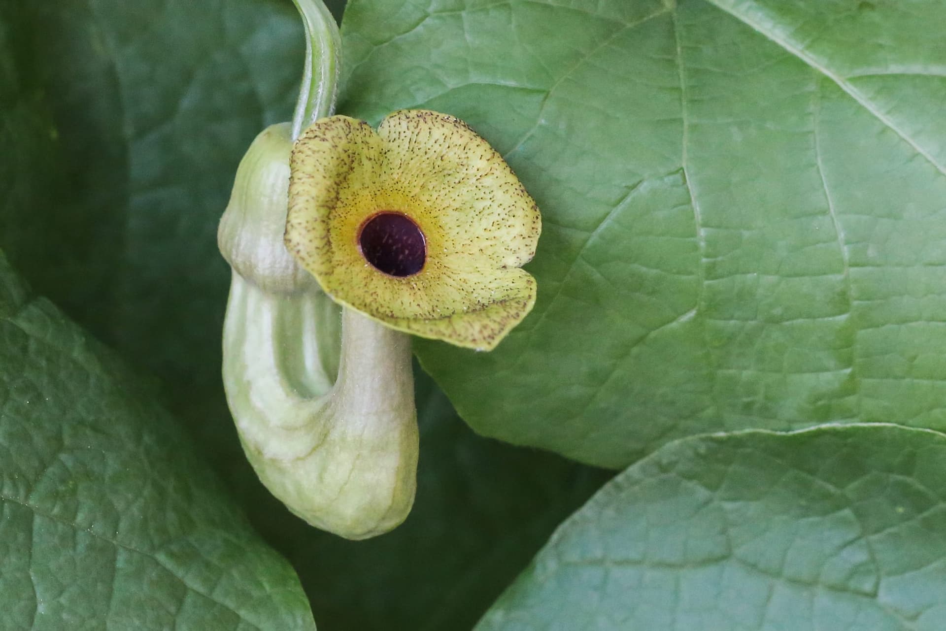 Pipe-shaped flower of Dutchman's pipe among large heart-shaped leaves