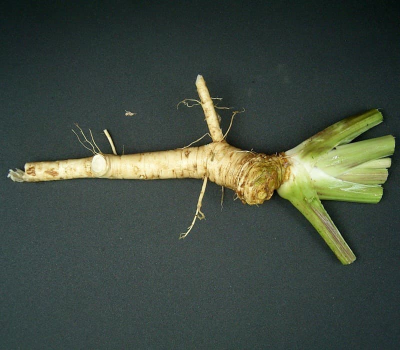 Horseradish