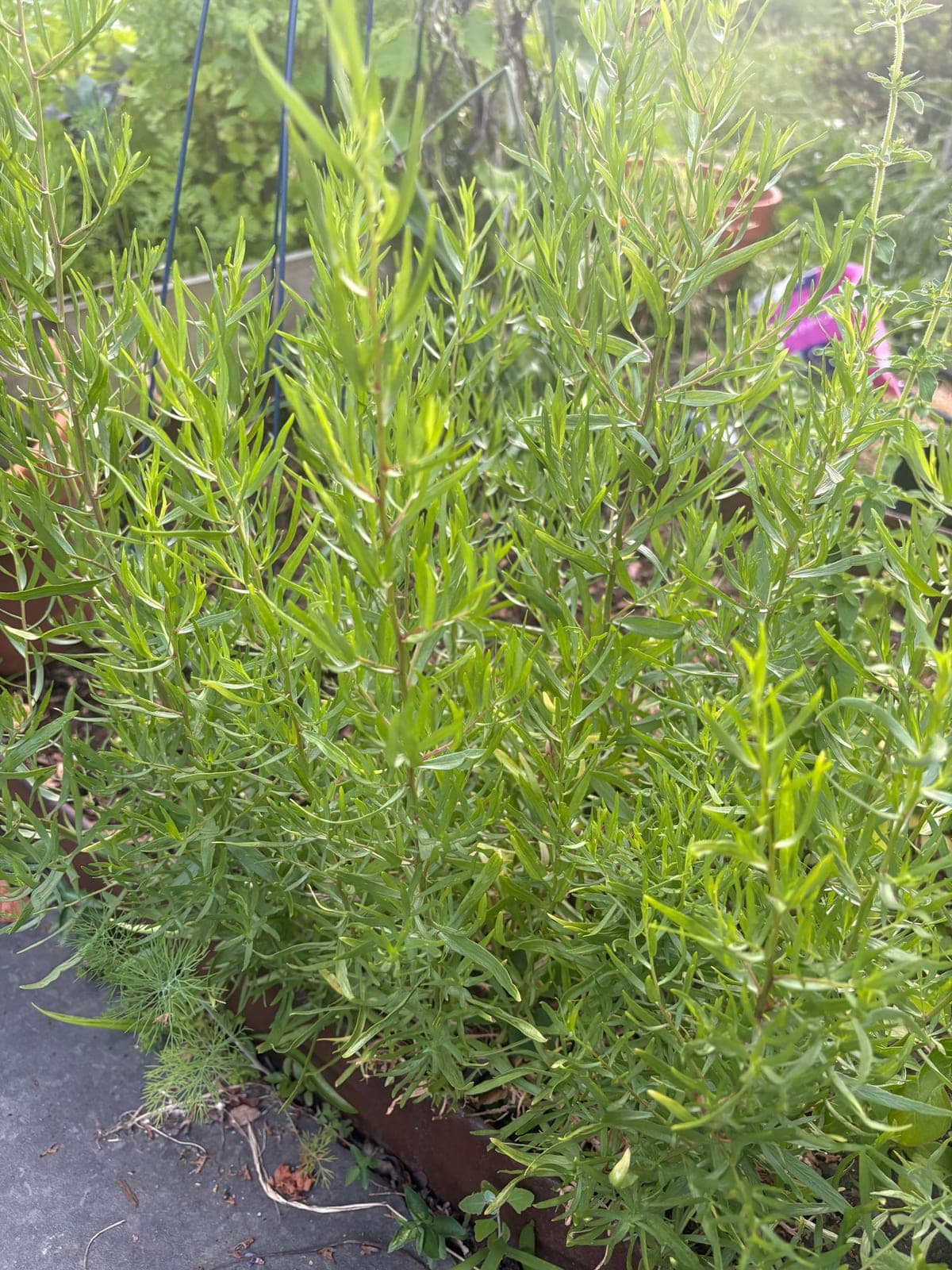 French Tarragon