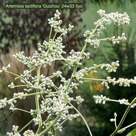 Guizhou Artemisia