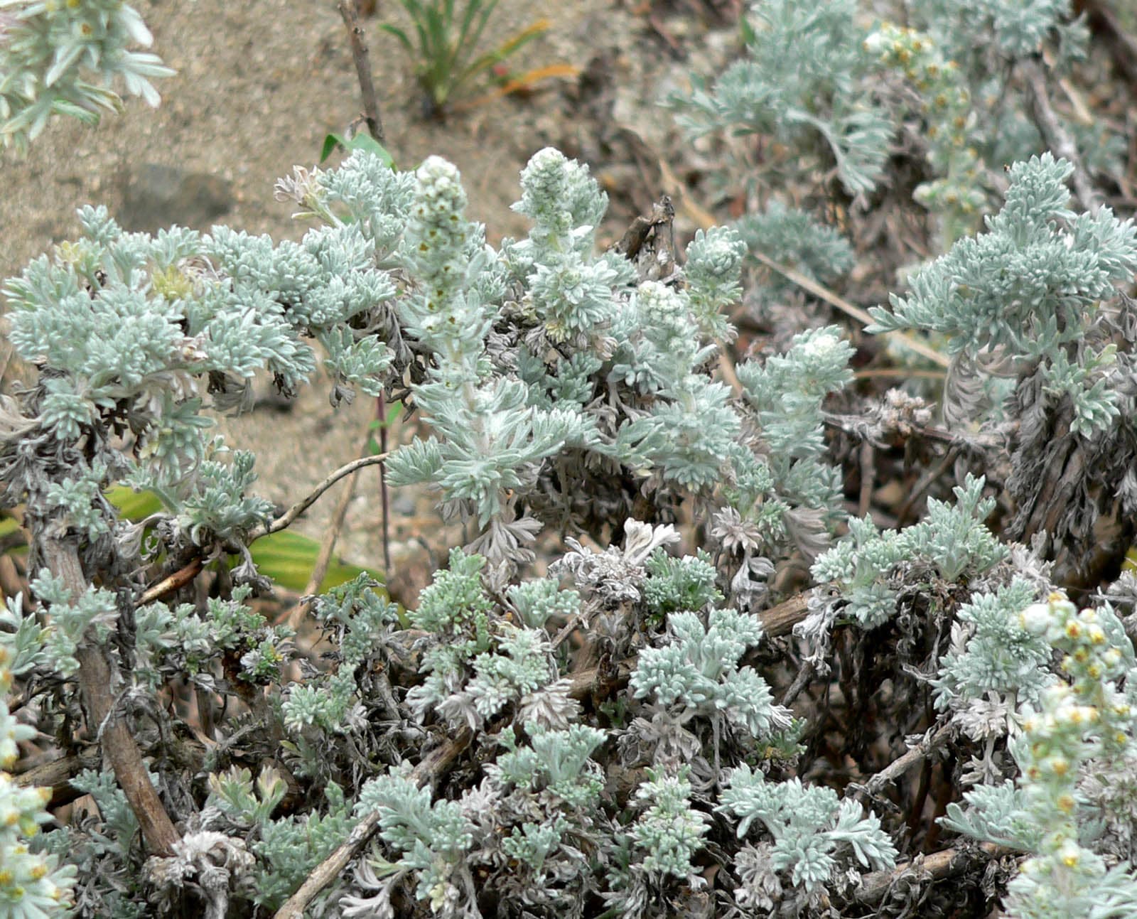 Sandhill Sage
