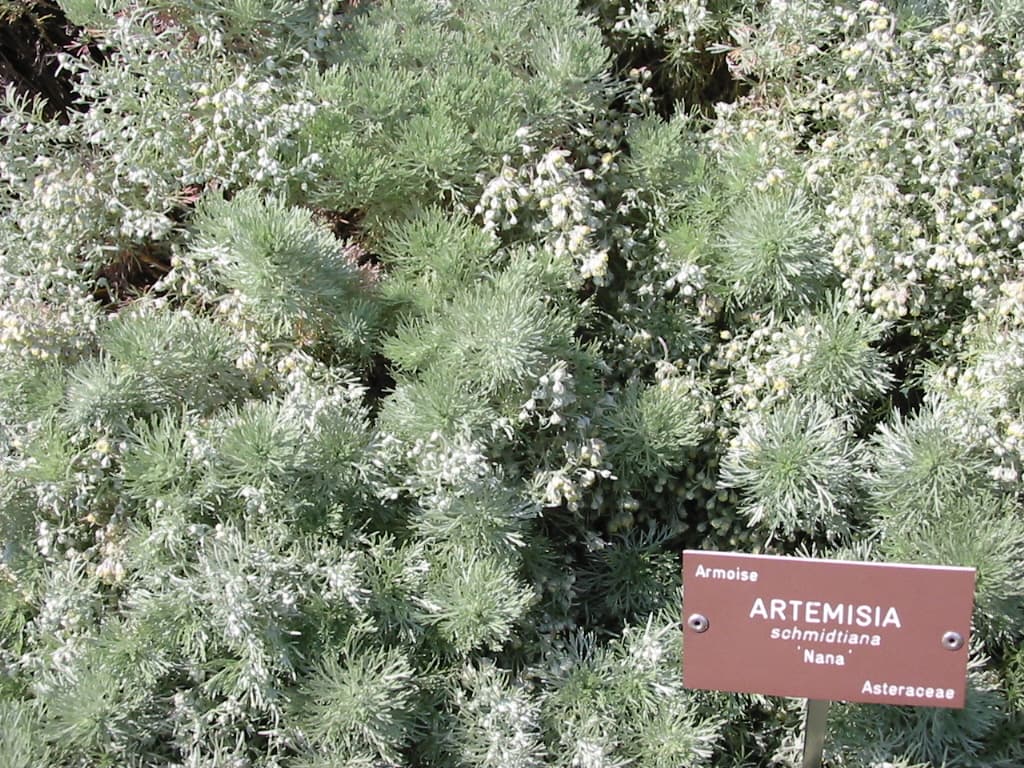 Silver Mound Wormwood