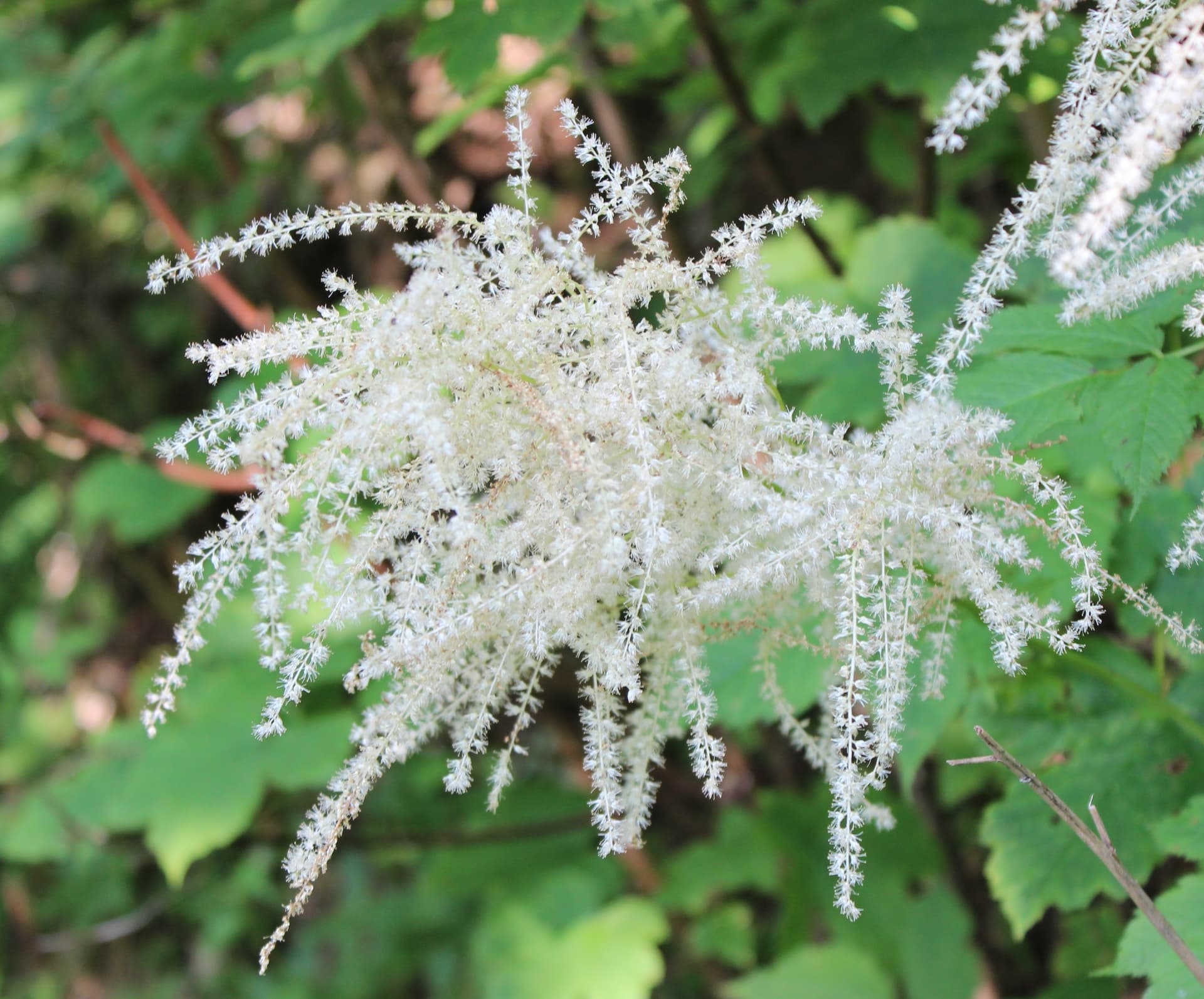Dwarf Goat's Beard