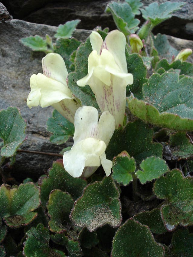 Creeping Snapdragon