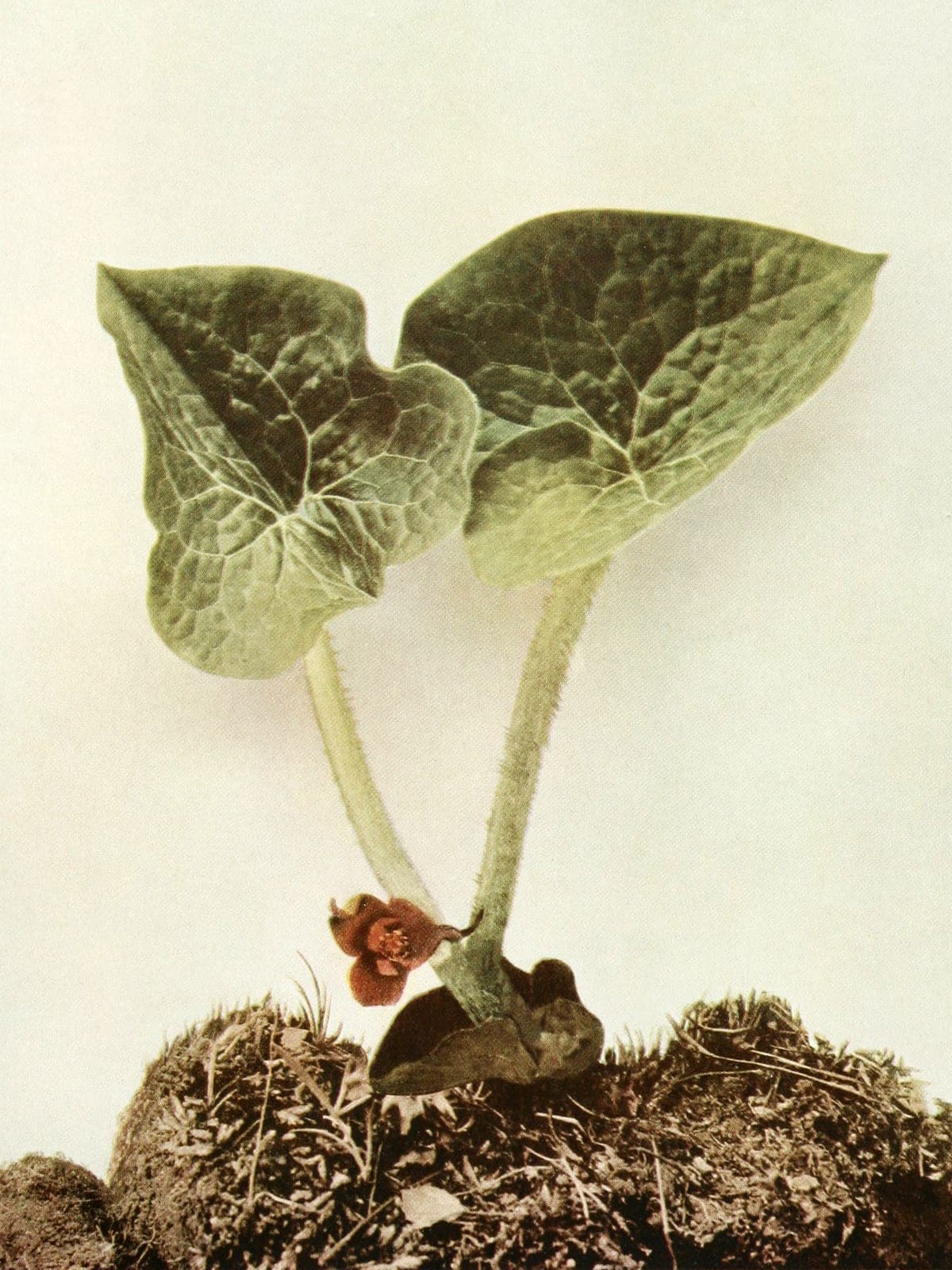 Wild Ginger