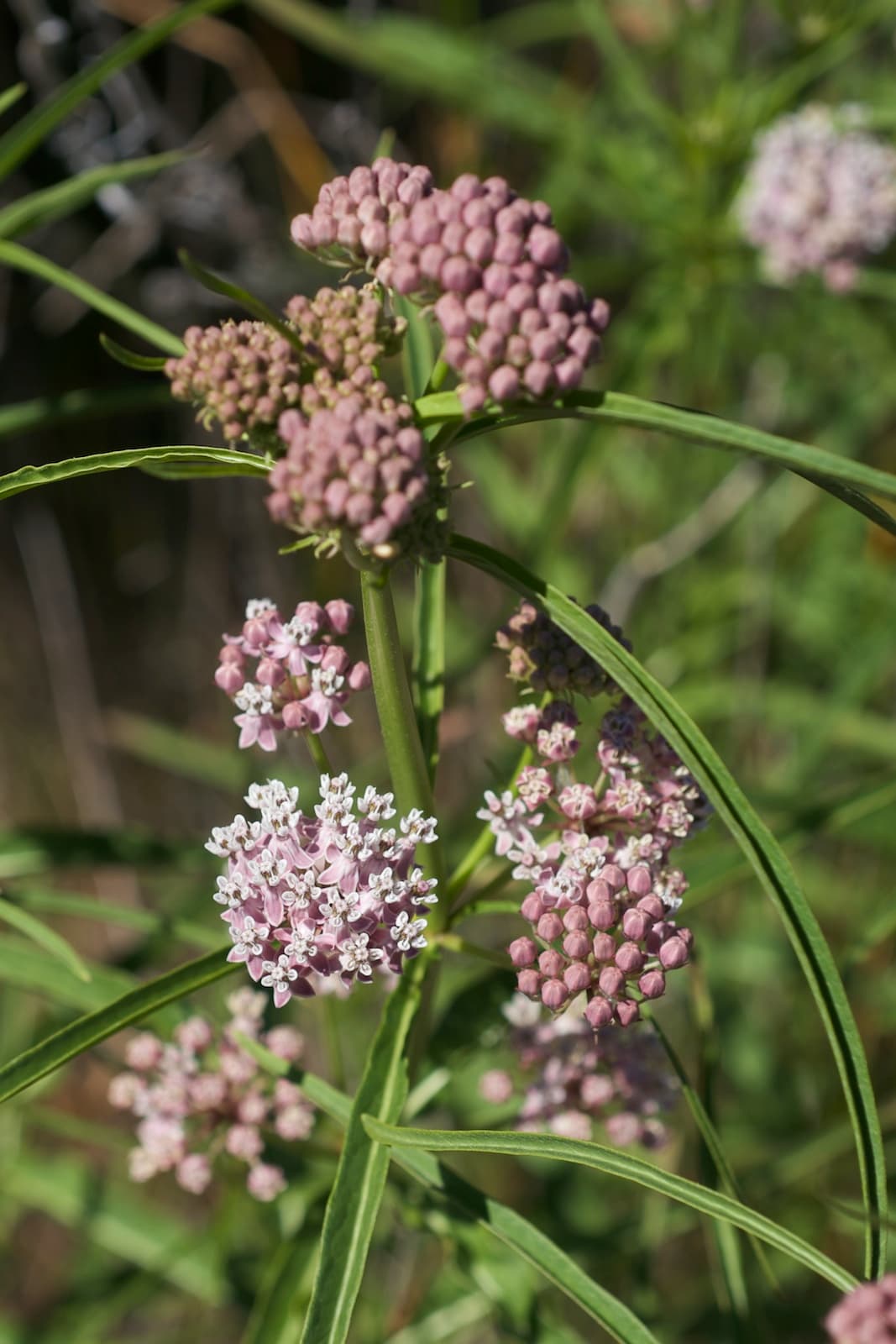 Narrow-leaf Milkweed