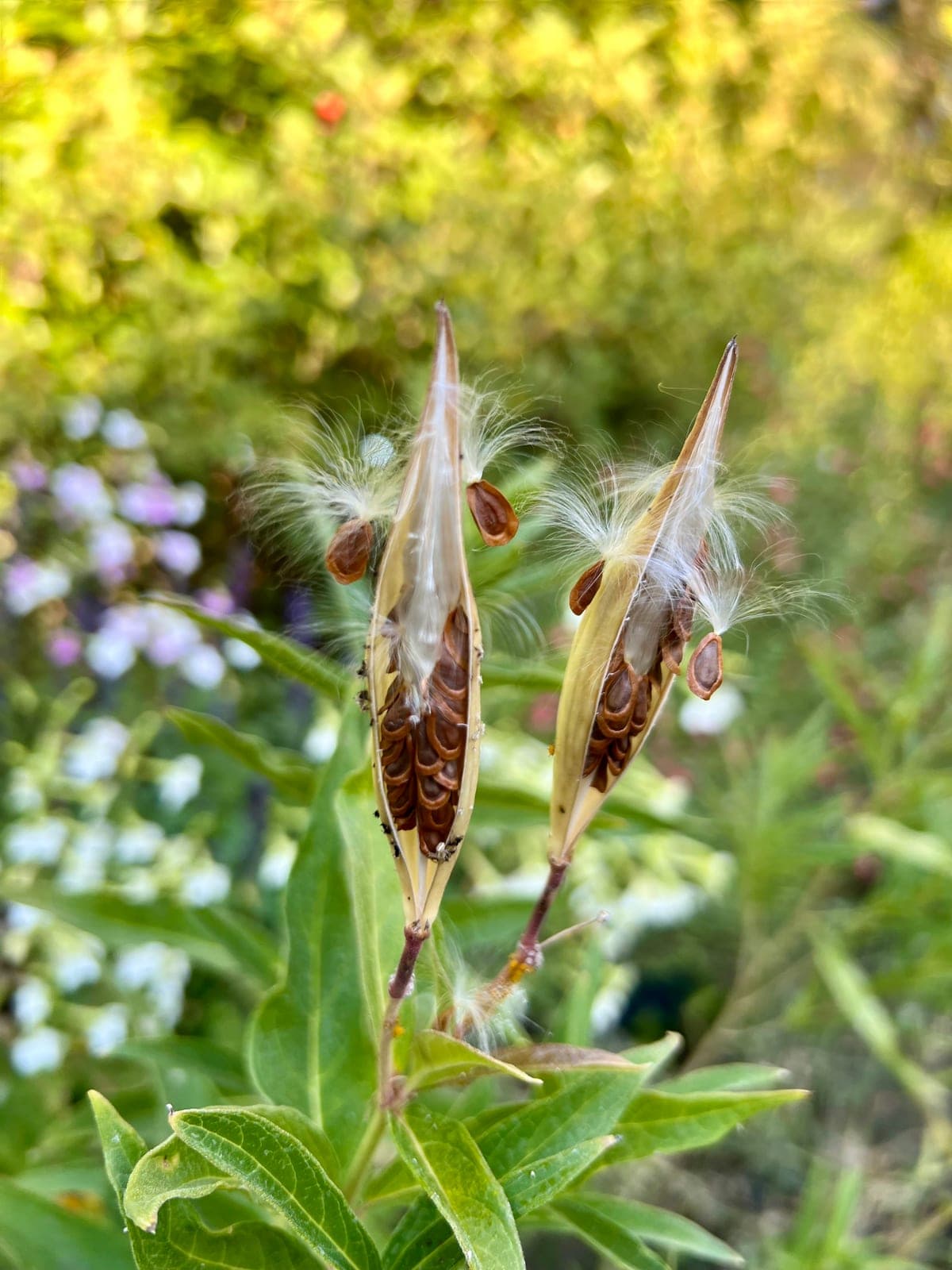 Swamp Milkweed