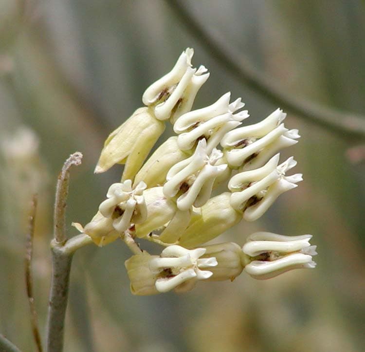 Desert Milkweed
