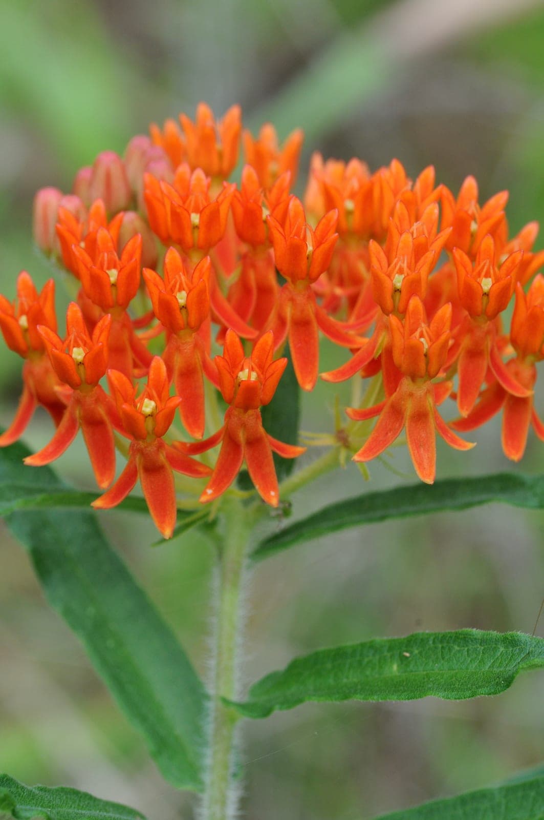 Butterfly Weed