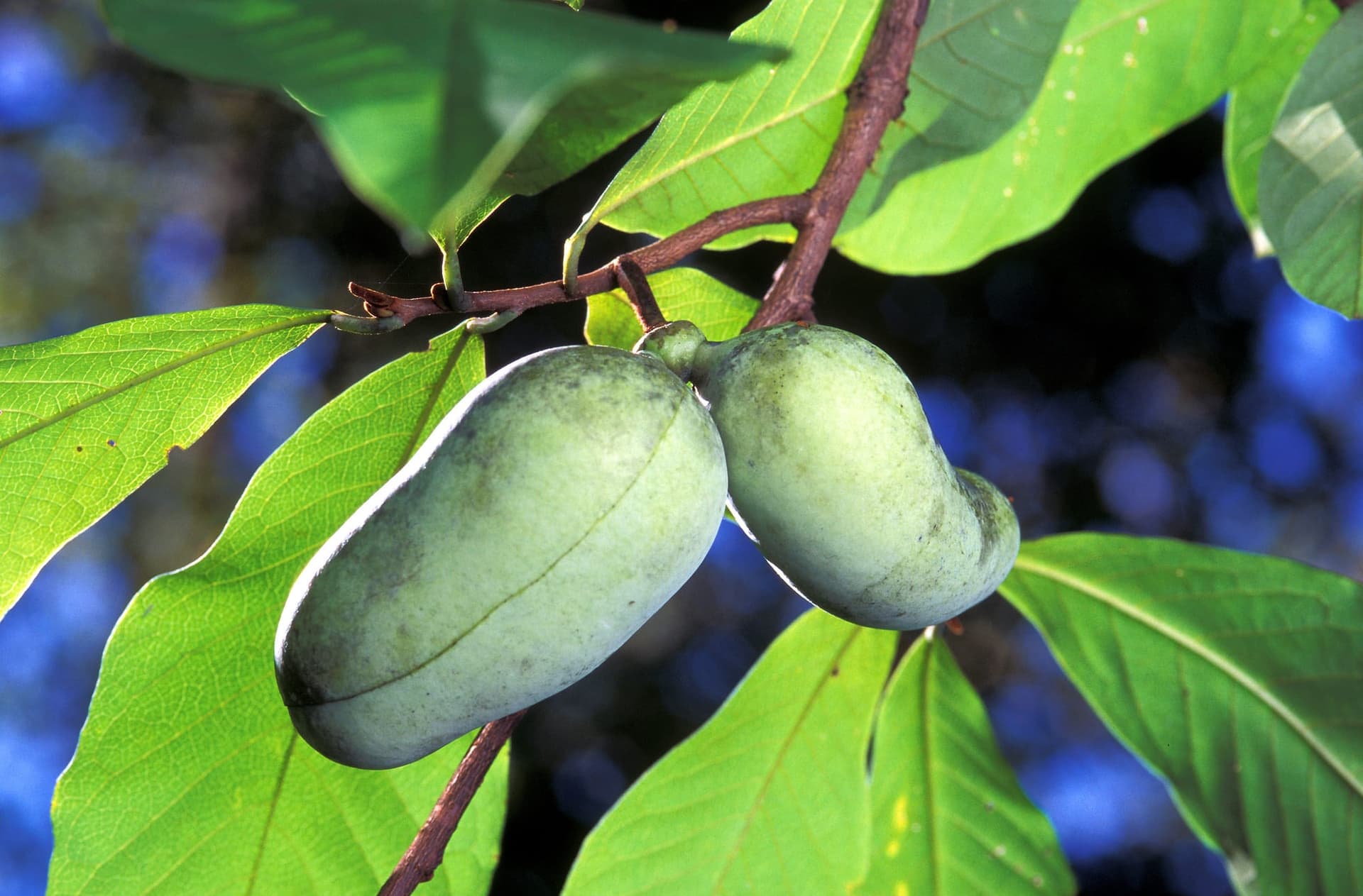 Pawpaw fruits hanging among green leaves