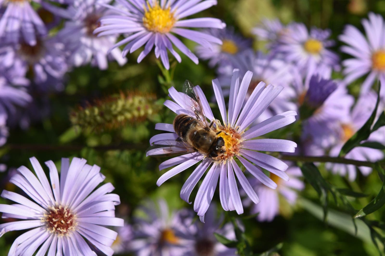 Frikart's Aster