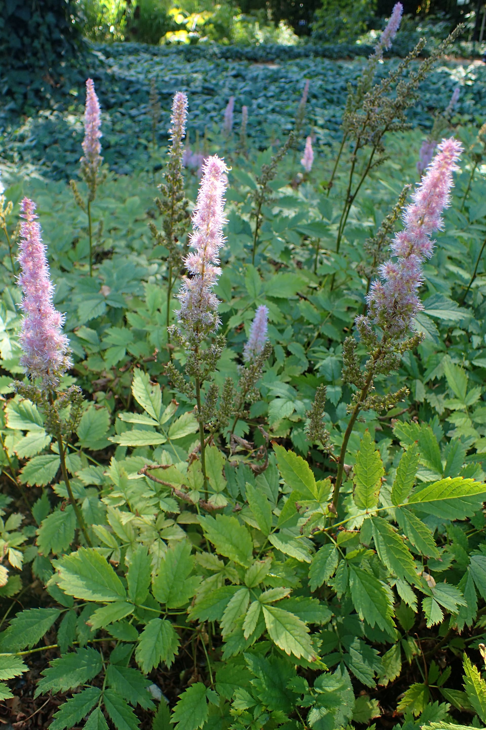 Chinese Astilbe