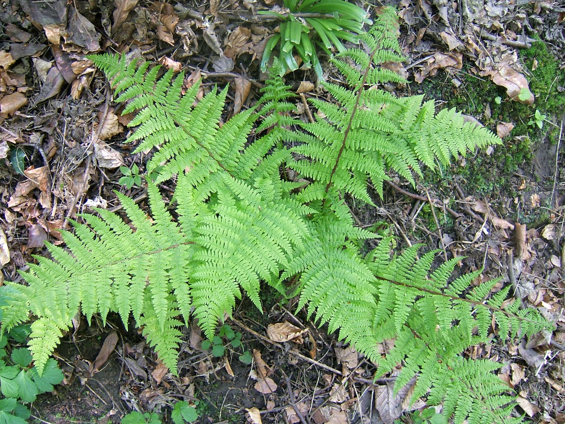 Japanese Painted Fern