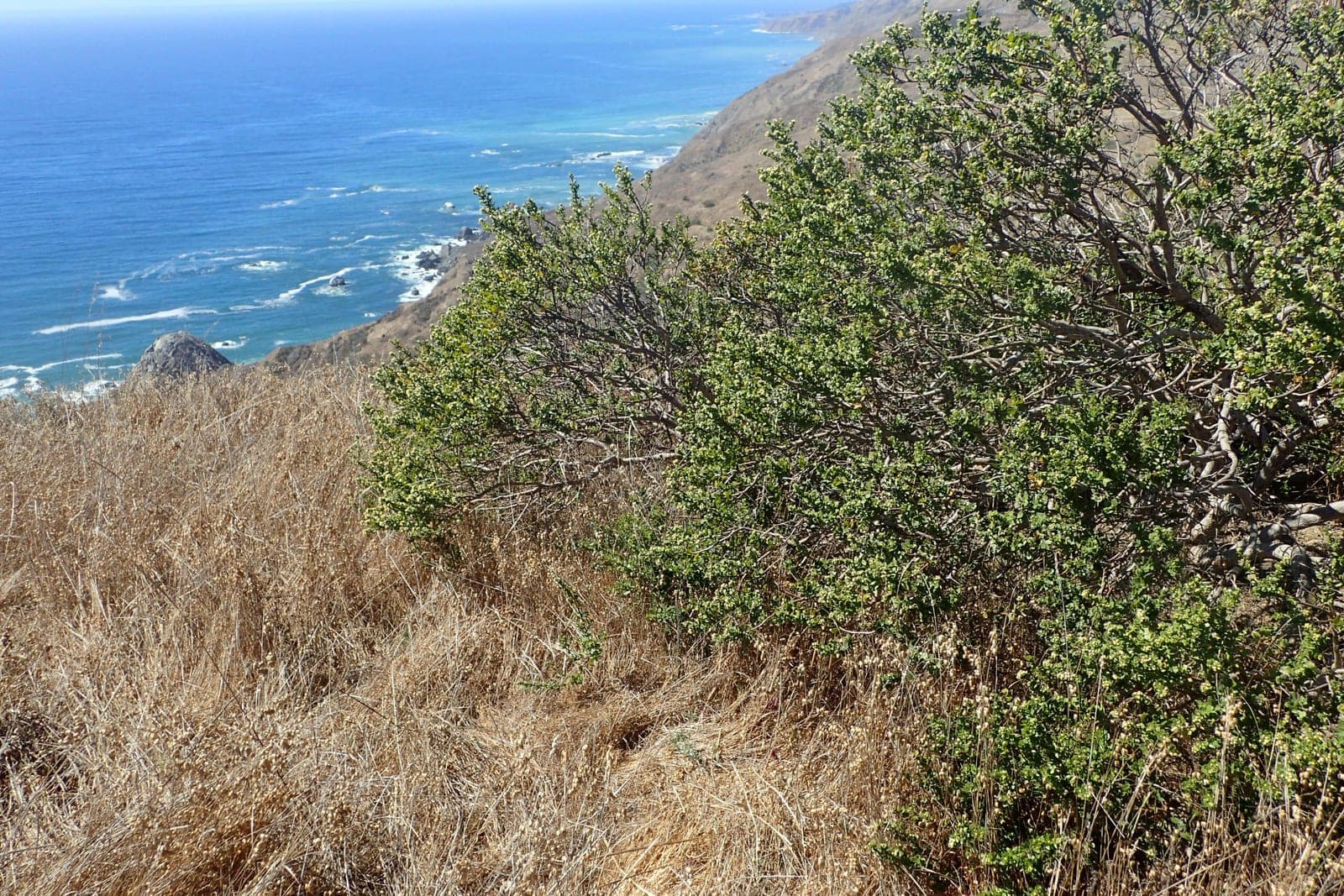 Coyote Brush