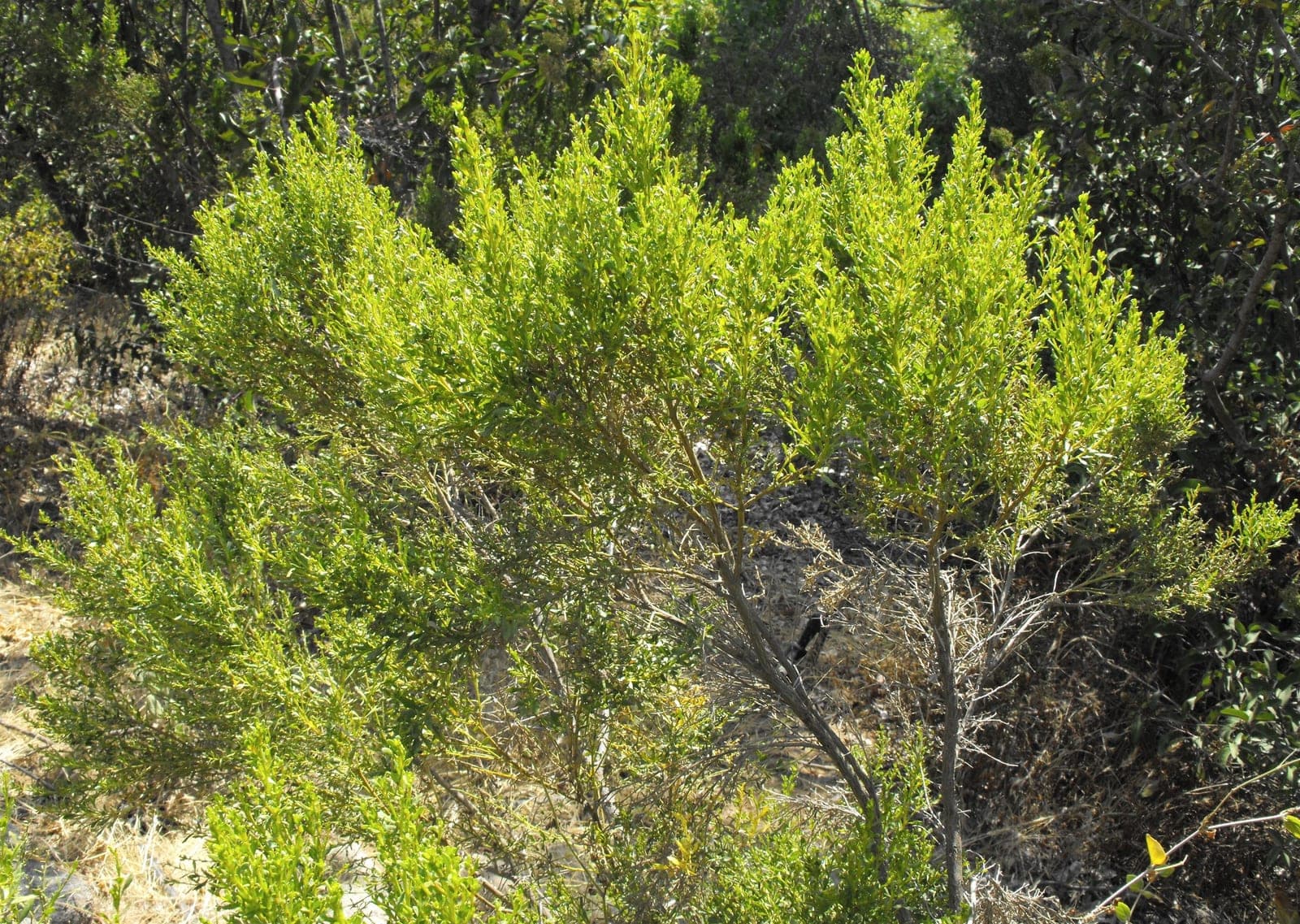 Broom Baccharis