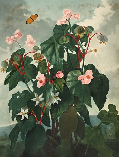 Begonia 'Little Brother Montgomery'