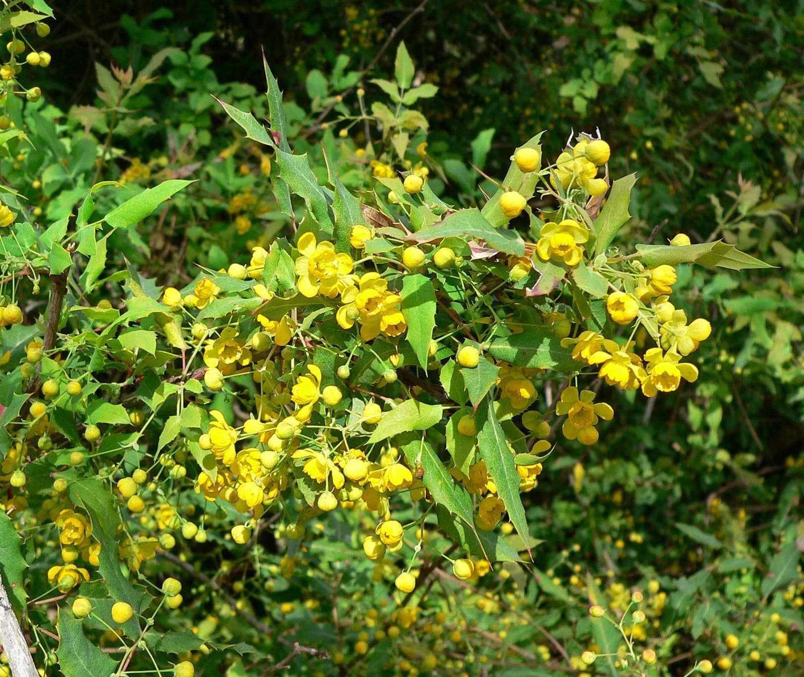 Nevin's Barberry