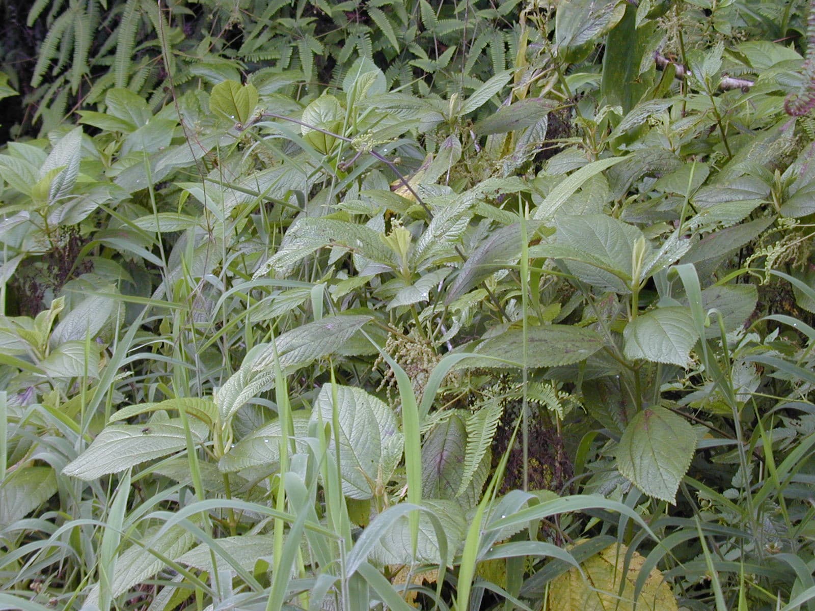 Boehmeria platanifolia