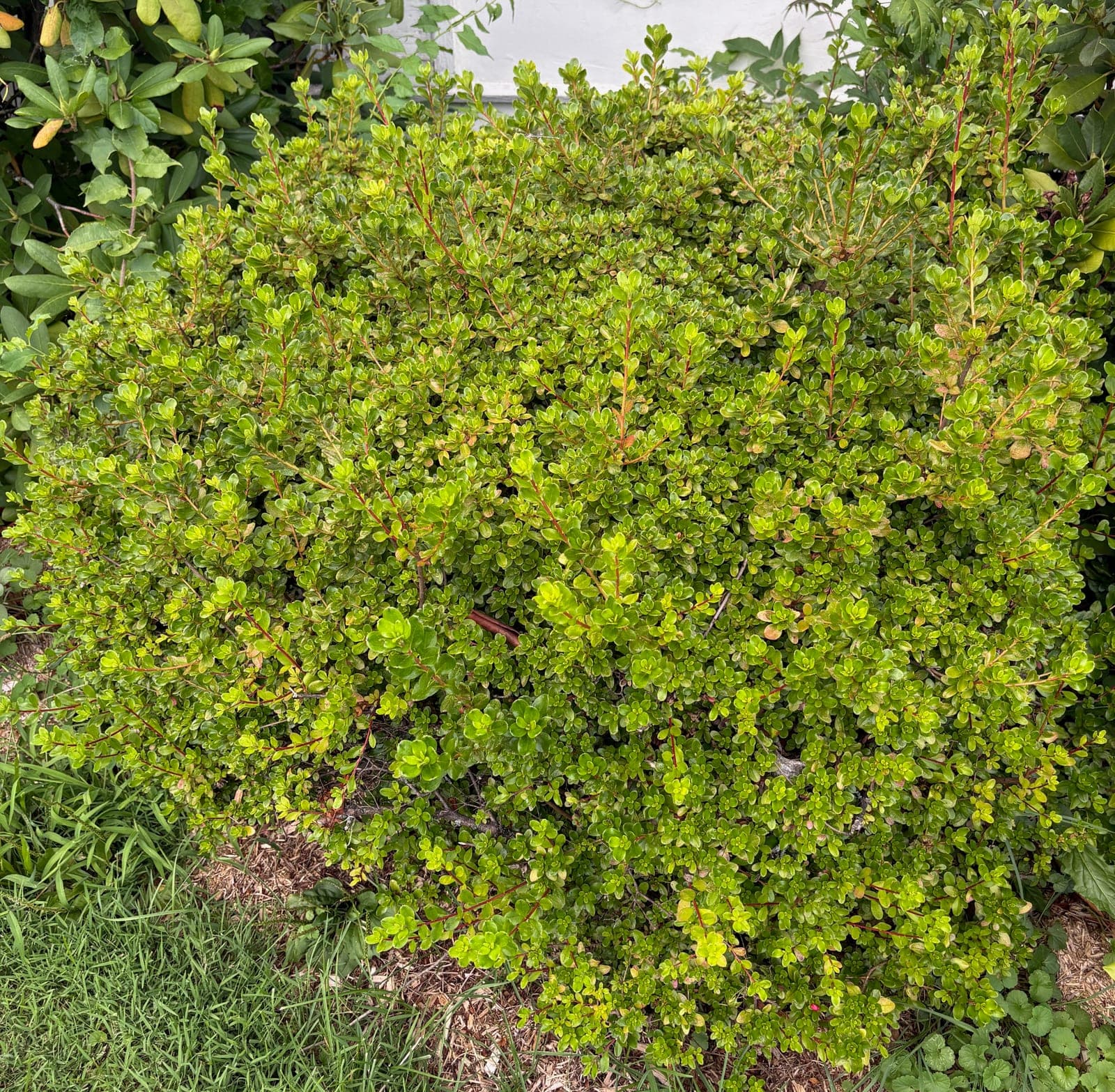 Boxwood 'Winter Gem'