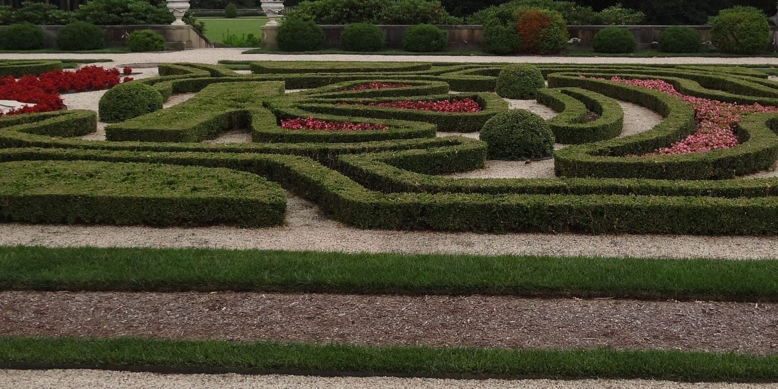 Boxwood