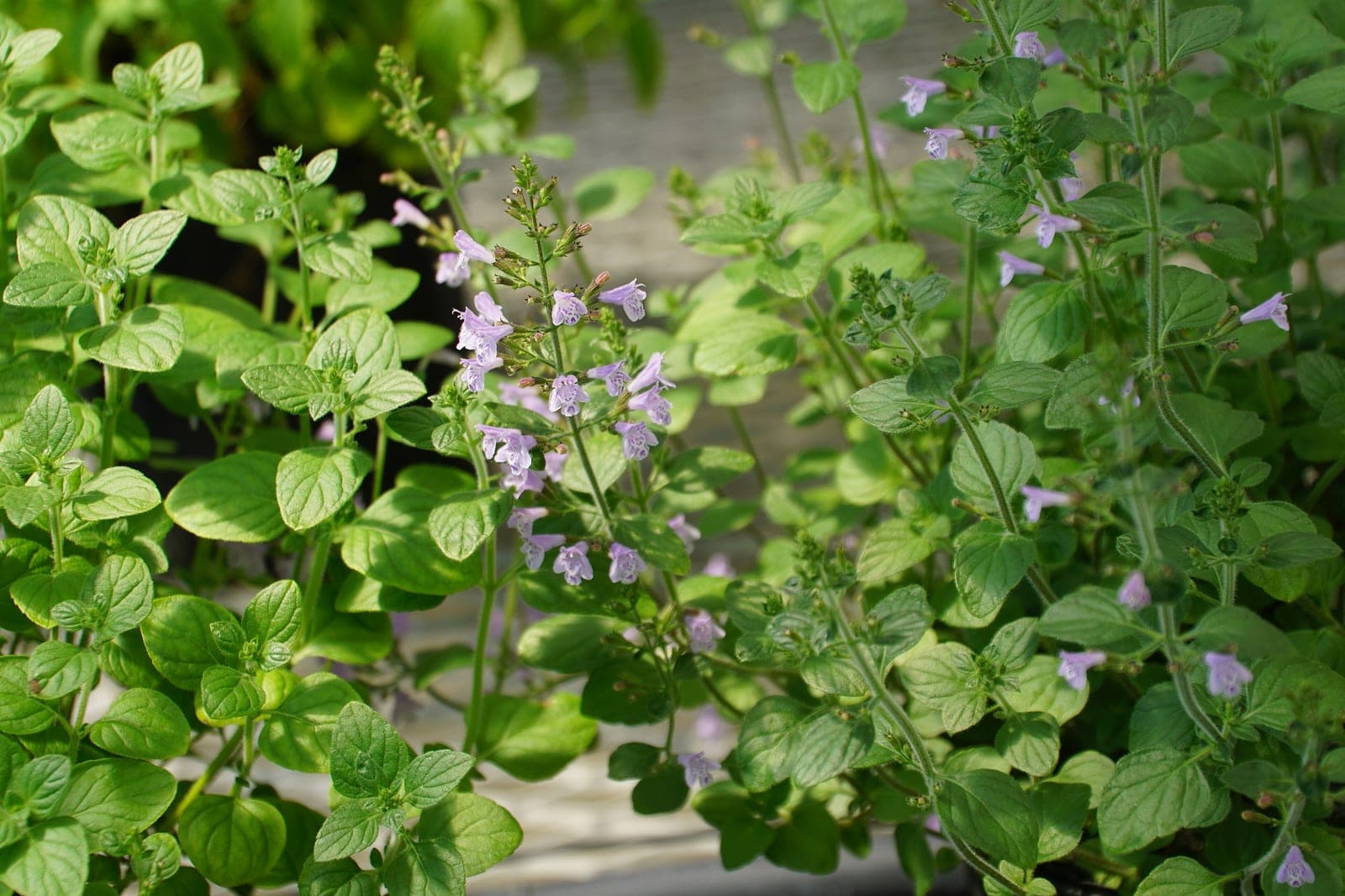 Lesser Calamint