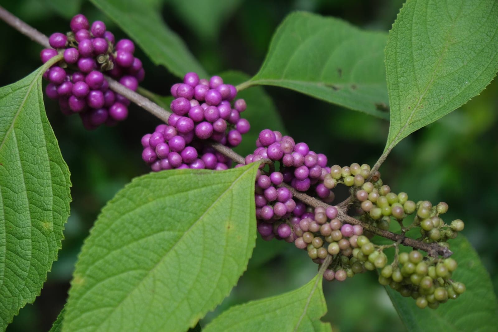 American Beautyberry