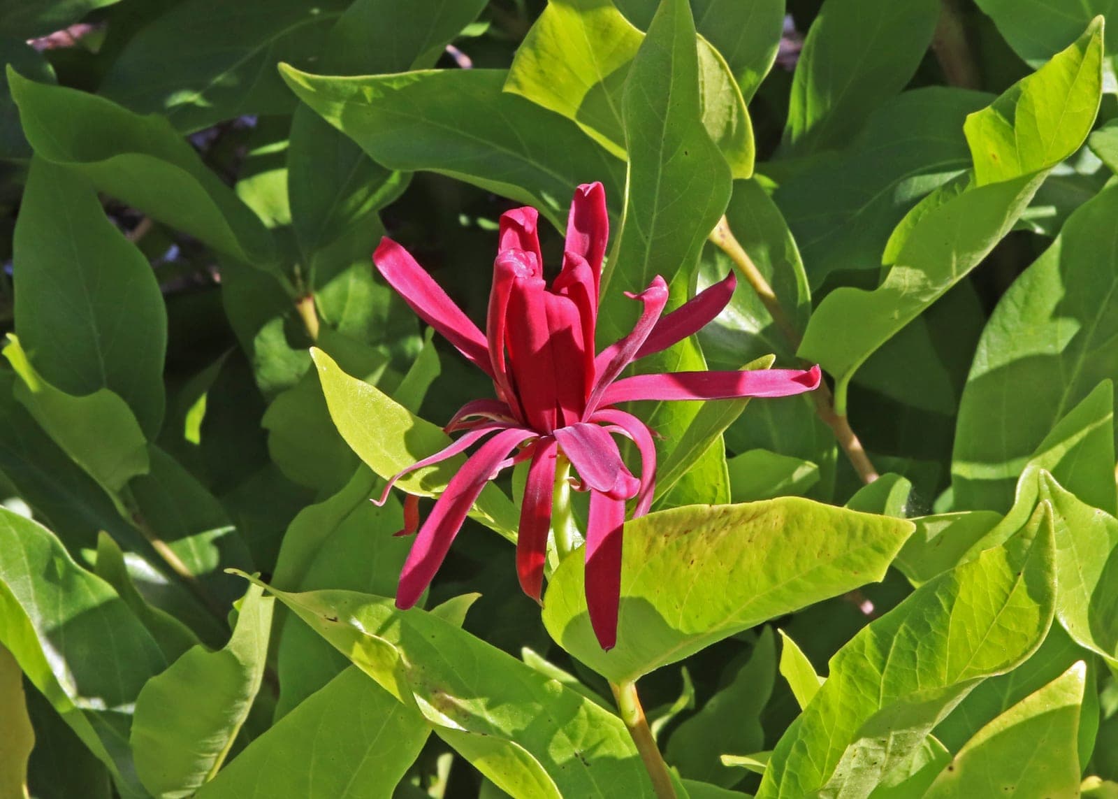 Western Spice Bush
